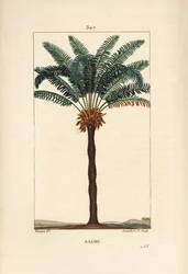 大きな枝や大きなソテツ - クイーンサゴ（Cycas circinalis）の葉、種、幹を示す。絶滅危惧種のヤシの木。Chaumeton, Poiret and Chamberet」のPierre Jean-Francois Turpinの図面からLambert Juniorが描いた手彩色のスティプル銅版画。