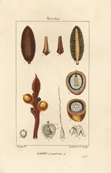 大きな枝や大きなソテツの種子 - クイーンサゴ（Cycas circinalis）、種子と断面を示す。絶滅危惧種。Chaumeton, Poiret and Chamberetの「La」からPierre Jean-Francois Turpinが描いた絵をLambert Juniorが手彩色で描いた銅版画。