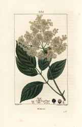 大ニワトコまたは黒ニワトコ - 一般的なニワトコの木、Sambucus nigra。Chaumeton, Poiret and Chamberetの "La Flore Medicale, Paris, Panck "に掲載されたPierre Jean-Francois Turpinの絵をもとにLambert Juniorが描いた手彩色のスティップル銅版画。