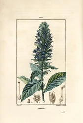 大規模なロベリアまたはサイフィリティック・ロベリア - 青い枢機卿の花、Lobelia syphilitica。Chaumeton, Poiret and Chamberetの "La Flore Medicale, Par "に掲載されたPierre Jean-Francois Turpinの図からLambert Juniorが描いた手彩色のスティプル銅版画。