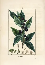 月桂樹（Laurus nobilis）、葉、実、種を持つ。ショーメトン、ポワレ、シャンベの "La Flore Medicale"（パリ、パンクック）に掲載されたピエール・ジャン＝フランソワ・テュルパンの絵からランベール・ジュニアが描いた手彩色のスティプル銅版画。
