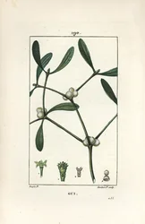 葉状のヤドリギ - Mistletoe, Vissperm album.Chaumeton, Poiret and Chamberetの "La Flore Medicale, Paris, Panckoucke "に掲載されたPierre Jean-Francois Turpinの絵からLambert Juniorが描いた手彩色のスティップル銅版画。