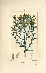 レタス - Lactuca sativa（レタス）。Chaumeton, Poiret and Chamberet