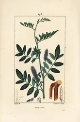 花、葉、樹皮、木の枝、種を持つ甘草（Glycyrrhiza glabra）の図。Chaumeton, Poiret and Chamberetの「La Flore Medical」に掲載されたPierre Jean-Francois Turpinの絵をもとにLambert Juniorが描いた手彩色のスティプル銅版画。