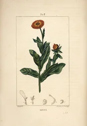 マリーゴールド（Calendula officinalis）の花、葉、茎。Chaumeton, Poiret and Chamberetの "La Flore Medicale", Paris, Panckouckeに掲載されたPierre Jean-Francois Turpinの図からLambert Juniorが描いた手彩色のスティプル銅版画。