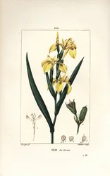 マーシュ・アイリスまたはウォーター・イエロー・アイリス - イエロー・アイリス（Iris palustris lutea）、花、葉、種ポッド（Iris palustris lutea）。Chaumeton, Poiret and Chamberetの「La Flore Me」からPierre Jean-Francois Turpinが描いた絵をLambert Juniorが手彩色のスティプル銅版画にしたもの。