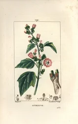 マーシュマロウ、ワイルドマーシュマロウ、ホワイトマロウ - マーシュマロウ（Althaea officinalis）。Chaumeton, Poiret and Chamberetの "La Flore Medicale, Par "に掲載されているPierre Jean-Francois Turpinの絵をもとにLambert Juniorが描いた手彩色のスティップル銅版画。