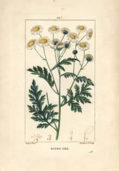 ナツシロギク（Matricaria vulgaris）。Chaumeton, Poiret and Chamberetの "La Flore Medicale", Paris, Panckouckeに掲載されたPierre Jean-Francois Turpinの図からLambert Juniorが描いた手彩色のスティップル銅版画。