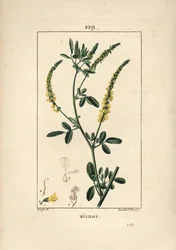 Melilot - メリロット・トレフォイル（Melitotus officinarum）。Chaumeton, Poiret and Chamberet