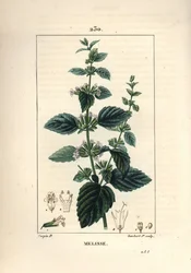 栽培されているメリッサ（Melisse des jardins）は、コモンバーム（Melissa hydrtensis）のことです。Chaumeton, Poiret and Chamberetの "La Flore Medicale, Paris, Pa "に掲載されているPierre Jean-Francois Turpinの絵をもとにLambert Juniorが描いた手彩色のスティプル銅版画。