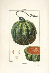 メロン（果実） - メロン（Cucumis melo）、果実の断面図。Chaumeton, Poiret and Chamberetの "La Flore Medicale, Paris, Panckoucke "に掲載されたPierre Jean-Francois Turpinの絵をもとにLambert Juniorが描いた手彩色のスティップル銅版画。