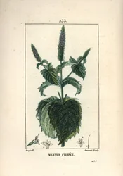 Mint crispee, frizzy or hollow - Curled mint, Mentha crispa.Chaumeton, Poiret and Chamberet