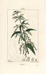 イラクサ - 花、種子、茎、葉の輪郭を持つ一般的な刺すようなイラクサ（Urtica dioica）。Chaumeton, Poiret and Chamberetの「La Flore Medica」からPierre Jean-Francois Turpinが描いたものをLambert Juniorが手彩色したスティップル銅版画。