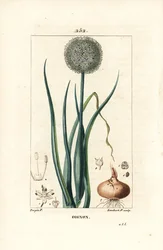 Onion - Onion, Allium cepa, with flower, leaf, bulb and roots.Chaumeton, Poiret and Chamberetの "La Flore Medicale", Paris, Panckouckeに掲載されたPierre Jean-Francois Turpinの絵をもとにLambert Juniorが描いた手彩色のスティップル銅版画。