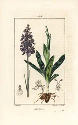 Orchis male or satyrion male - 花、茎、葉、球根を持つ、初期の紫または雄の蘭、Orchis mascula。ピエール・ジャン・フランソワ・トルパンが描いた絵をランベール・ジュニアが手彩色のスティプル銅版画にしたもので、ショーメトン、ポワレ、シャンベの