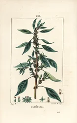 Parietaire officinale (or Perce wallaille, Casse pierre, Espargoule, Gamberoussette) - 茎、葉、花、種を持つ壁掛けペリトリー（Parietaria officinalis）。ピエール・ジャン・フラの絵からランバート・ジュニアが描いた手彩色のスティプル銅版画。