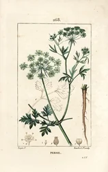 Parsley - ガーデンパセリ（Petroselinum crispum）の花、葉、茎、根、種。Chaumeton, Poiret and Chamberetの "La Flore Medicale "に掲載されたPierre Jean-Francois Turpinの絵をもとにLambert Juniorが描いた手彩色のスティプル銅版画。