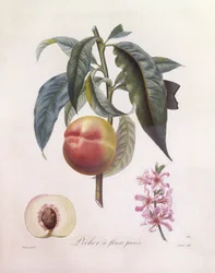 桃（Prunus persica）、Henry Louis Duhamel du Monceau、Pierre Jean Francois Turpinによるボタニカルプレート