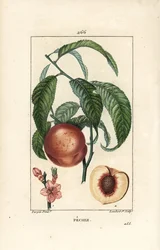 Pecher - Peach tree, Amygdalus persica, with blossom, leaf, stalk, ripe fruit, and fruit in section with seed.ショーメトン、ポワレ、シャンベの作品からピエール・ジャン＝フランソワ・テュルパンが描いた絵をもとに、ランベール・ジュニアが手彩色のスティプル銅版画を制作。