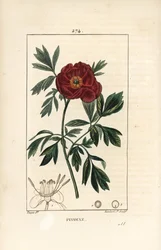 シャクヤク（Paeonia officinale） - 花、葉、花の部分の輪郭を持つヨーロッパのシャクヤク。ショーメトン、ポワレ、シャンベの "La F "からピエール・ジャン＝フランソワ・テュルパンが描いた図案をもとに、ランベール・ジュニアが手彩色のスティプル銅版画を制作。