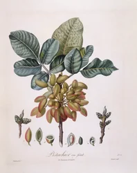 ピスタチオ（Pistacia vera）、Henry Louis Duhamel du Monceau、Pierre Jean Francois Turpinによるボタニカルプレート