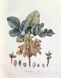 ピスタチオ（Pistacia vera）、Henry Louis Duhamel du Monceau、Pierre Jean Francois Turpinによるボタニカルプレート