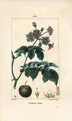 potato (じゃがいも) - 花、葉、茎、果実を持つSolanum tuberosumのじゃがいも。パリで出版されたChaumeton, Poiret and Chamberetの "La Flore Medicale "に掲載されたPierre Jean-Francois Turpinの絵からLambert Juniorが描いた手彩色のスティプル銅版画