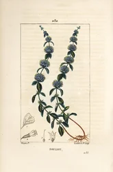 Pouliot Mint - 花、葉、茎、根、種を持つペニーロイヤル・ミント（Mentha pulegium）。Chaumeton, Poiret and Chamberetの "La Flore Medicale "に掲載されたPierre Jean-Francois Turpinの絵をもとにLambert Juniorが描いた手彩色のスティプル銅版画。