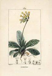 Primevere officinale ou brerelle, cuckoo, Herb a la paralysis, Herb de Saint Paul, primerolle - 花、葉、根を見せるカウスリップ（Primula veris）。ピエール・ジャン・フランソワ・テュルプの絵からランバート・ジュニアが描いた手彩色のスティプル銅版画