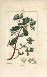 葉、茎、花をつけたプルスレーヌ（Porculaca oleracea）。Chaumeton, Poiret and Chamberetの "La Flore Medicale, Paris, Panckouck "に掲載されたPierre Jean-Francois Turpinの絵をもとにLambert Juniorが描いた手彩色のスティプル銅版画。