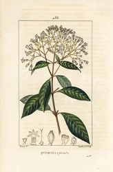 Quinquina - キニーネまたはペルーの樹皮の木、Cinchona officinalis、花、枝、葉、種。Chaumeton, Poiret and Chamberetの「La Flo」に掲載されたPierre Jean-Francois Turpinの絵をもとにLambert Juniorが描いた手彩色のスティプル銅版画。