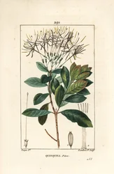 花、葉、茎、種を持つExostema sanctae-luciae（Syn.Cinchona floribunda）。Chaumeton, Poiret and Chamberetの「La」からPierre Jean-Francois Turpinが描いた絵をLambert Juniorが手彩色のスティプル銅版画にしたもの。