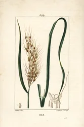 Rice - Rice, Oryza sativa, with leaf, seed and stalk.Chaumeton, Poiret and Chamberetの "La Flore Medicale", Paris, Panckouckeに掲載されたPierre Jean-Francois Turpinの絵をもとにLambert Juniorが描いた手彩色のスティプル銅版画。