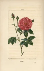 Rose de France or Rose de Provins - Rose, Rosa gallica, with bud, flower, leaf and thorny stem.ピエール・ジャン・フランソワ・テュルパンが描いたショーメトン、ポワレ、シャンベの "La Flore Me "の図版をもとに、ランベール・ジュニアが手彩色のスティプル銅版画を制作。