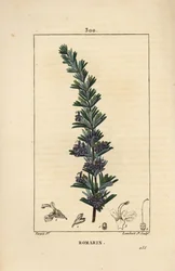 ローズマリー - 花、葉、茎を持つローズマリー（Rosmarinus officinalis）。Chaumeton, Poiret and Chamberet