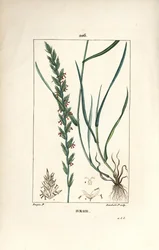 ライグラス（Gramen loliaceum）。Chaumeton, Poiret and Chamberetの "La Flore Medicale", Paris, PanckouckeからのPierre Jean-Francois Turpinの絵をLambert Juniorが手彩色のスティプル銅版画にしたもの。