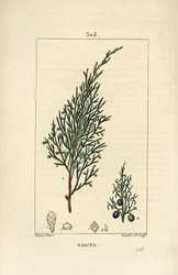 サビーン・ジュニパー（Juniperus sabina）、実、葉、茎、種付き。Chaumeton, Poiret and Chamberetの "La Flore Medicale"、Paris, PanckouckeよりPierre Jean-Francois Turpinが描いたものをLambert Juniorが手彩色のスティプル銅版画にしたもの。