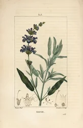 Sage officinale - 花、葉、茎、種を持つコモンセージ（Salvia officinalis）。Chaumeton, Poiret and Chamberetの "La Flore Medicale "からPierre Jean-Francois Turpinが描いたものをLambert Juniorが手彩色のスティプル銅版画にしたもの。