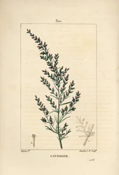 Sagebrush variete - Wormseed or Tatarian southernwood, Artemisia santonicum.Chaumeton, Poiret and Chamberetの "La Flore Medicale, Paris, Pa "に掲載されているPierre Jean-Francois Turpinの絵をもとにLambert Juniorが描いた手彩色のスティップル銅版画。