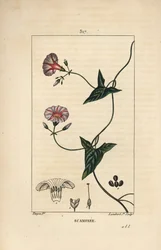 Scammonee - 花、葉、茎、登り蔓を持つスカモニ（Convolvulus scammonia）。Chaumeton, Poiret and Chamberetの「La Flore Medica」からPierre Jean-Francois Turpinが描いたものをLambert Juniorが手彩色のスティプル銅版画で表現したもの。