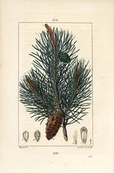 松 - 枝、針、松ぼっくりを持つ野生の松（Pinus sylvestris）。Chaumeton, Poiret and Chamberetの「La Flore M」に掲載されたPierre Jean-Francois Turpinの絵をもとにLambert Juniorが描いた手彩色のスティプル銅版画。