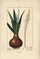 球根、葉、茎、花を持つウミイカ（Drimia maritima）。Chaumeton, Poiret and Chamberetの "La Flore Medicale", Paris, Panckouckeに掲載されたPierre Jean-Francois Turpinの絵をもとにLambert Juniorが描いた手彩色のスティプル銅版画。