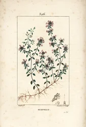 花、葉、茎、根を持つ、クリーピングタイム（野生のタイム）Thymus serpyllum。Chaumeton, Poiret and Chamberet」に掲載されているPierre Jean-Francois Turpinの絵をもとに、Lambert Juniorが手彩色のスティプル銅版画を制作。