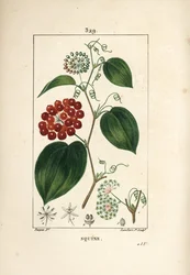 Smilax Variety - Smilax china, with flower, tendril, leaf, and fruit.Chaumeton, Poiret and Chamberetの "La Flore Medicale "からPierre Jean-Francois Turpinが描いたものをLambert Juniorが手彩色のスティプル銅版画で表現。