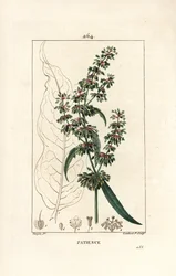 Spinard sorrel ou patience des moines - Patience dock, Rumex patientia, with flower, stalk, leaves, seed and leaf outline.ピエール・ジャン・フランソワ・テュルパンが描いた絵をもとに、ランベール・ジュニアが手彩色のスティプル銅版画を描いたもので、「ショーメトン、ポワレと」より