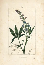 Staphisagria - 花、葉、茎、種を持つDelphinium staphisagria（リーベイン）。Chaumeton, Poiret and Chamberetの「La Flore」からPierre Jean-Francois Turpinが描いた絵をLambert Juniorが手彩色でスティプル銅版画にしたもの。