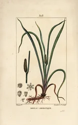 種子、葉、根を持つ甘い香りのする旗、Acorus calamus。Chaumeton, Poiret and Chamberetの "La Flore Medicale", Paris, Panckouckeに掲載されたPierre Jean-Francois Turpinの絵からLambert Juniorが描いた手彩色のスティップル銅版画。