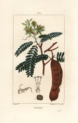 タマリンド - タマリンド（Tamarindus indica）の花、葉、種ポッドの形をしたもの。Chaumeton, Poiret and Chamberet