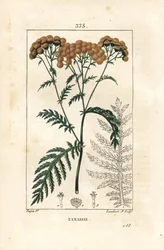 Tansy - タンジー（Tanacetum vulgare）。Chaumeton, Poiret and Chamberet