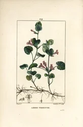 地上のツタ - 地上のツタ、Hedera terrestris。Chaumeton, Poiret and Chamberetの "La Flore Medicale, Paris, Panckoucke "に掲載されたPierre Jean-Francois Turpinの図からLambert Juniorが描いた手彩色のスティップル銅版画。
